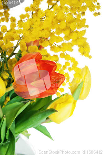 Image of Spring bouquet from tulips and branches of a mimosa, it is isola