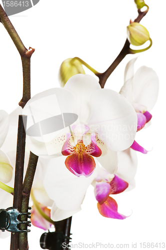 Image of Blossoming orchid, it is isolated on white 