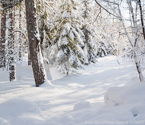 Image of snow-covered winter forest lit by bright sunshine