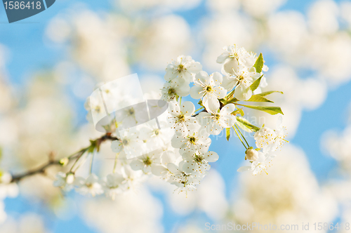 Image of Branch of a blossoming cherry