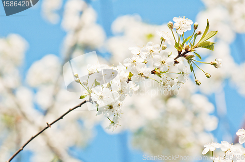 Image of Branch of a blossoming cherry