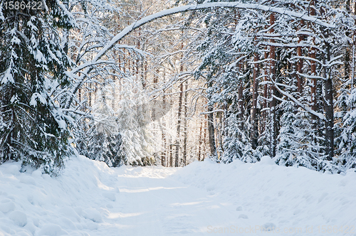 Image of snow-covered winter forest lit by bright sunshine