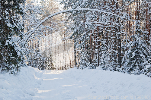 Image of snow-covered winter forest lit by bright sunshine