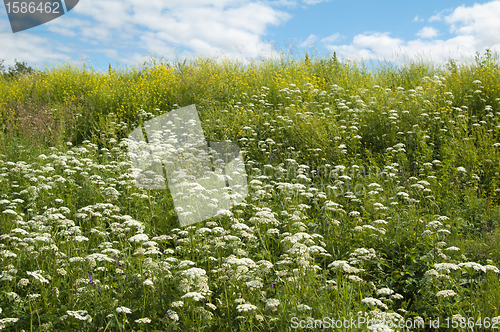 Image of Meadow flowers, close up