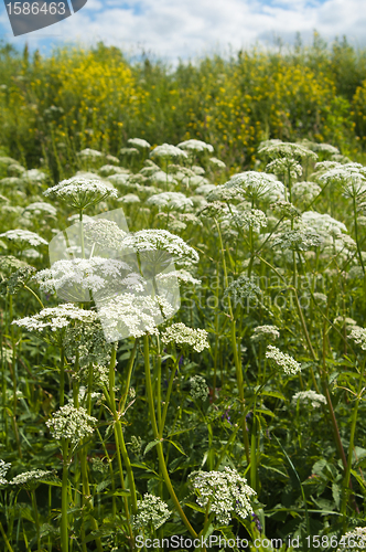 Image of Meadow flowers, close up