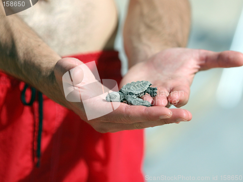 Image of Newborn turtle