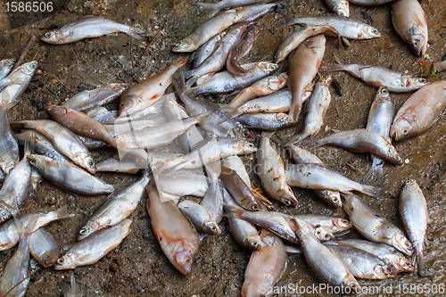 Image of Pile of caught sea fish