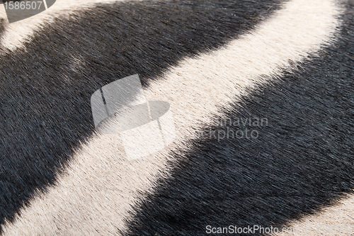 Image of zebra skin pattern background 