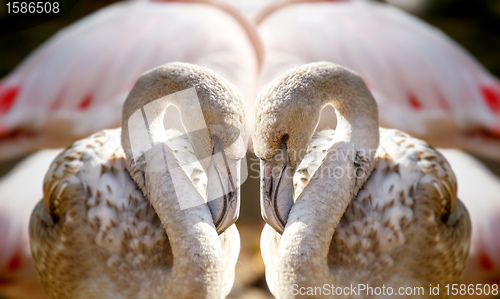 Image of Two flamingos like heart