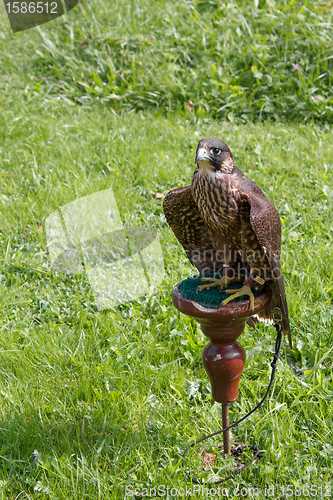 Image of falcon sitting on a perch