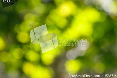 Image of Beautiful green Bokeh