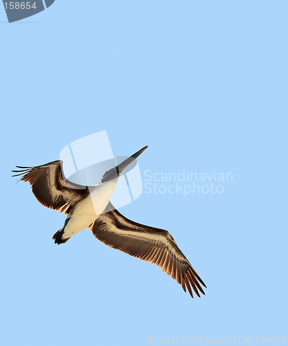 Image of Bird in flight