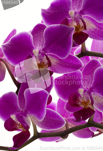 Image of Purple Orchid