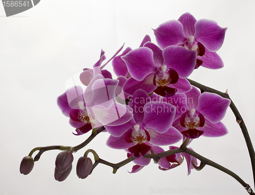 Image of Purple Orchid