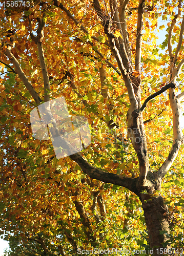 Image of Autumn Trees