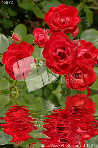 Image of Rose Reflections