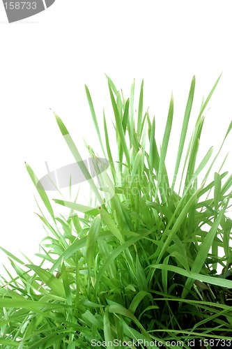 Image of Grass