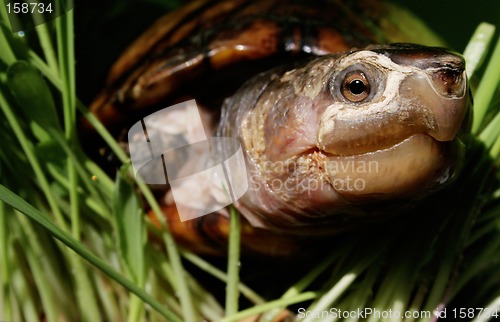 Image of Terrapin on riverbank