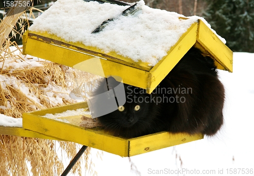 Image of Cat on a bird's feeder