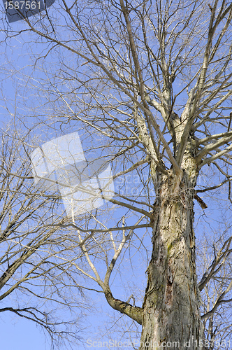 Image of Old Bare Tree