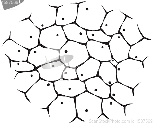 Image of Cells of living tissue - monochrome illustration