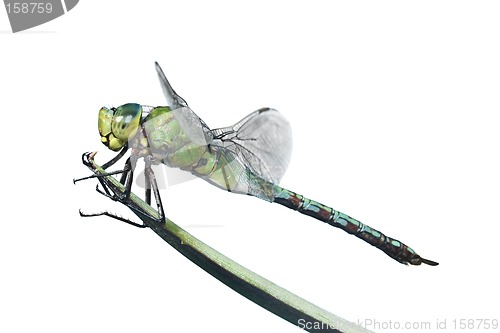 Image of Isolated Dragonfly