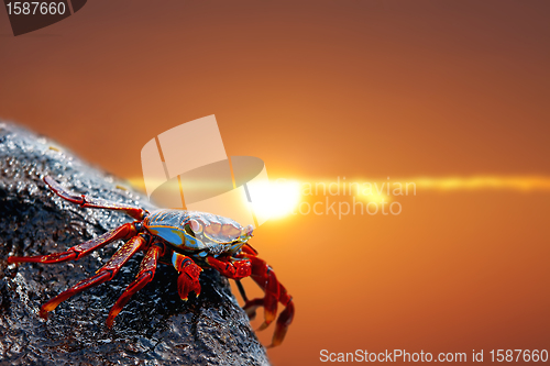 Image of Sally lightfoot crab on Galapagos