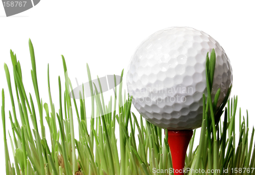 Image of Golf Ball in Grass