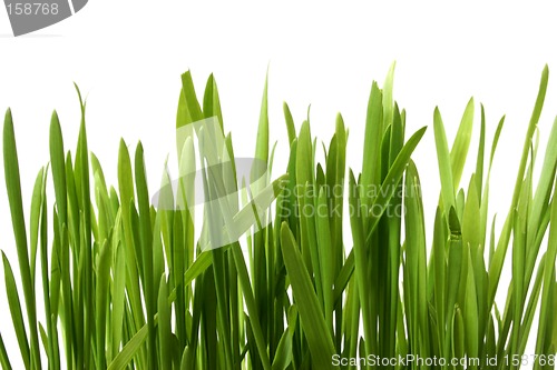 Image of GRass on White