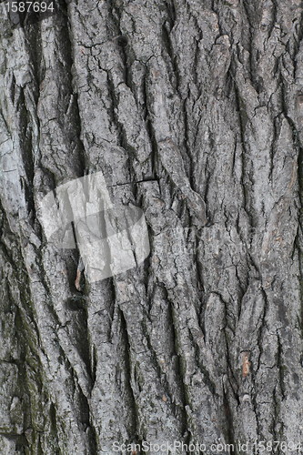 Image of Poplar bark