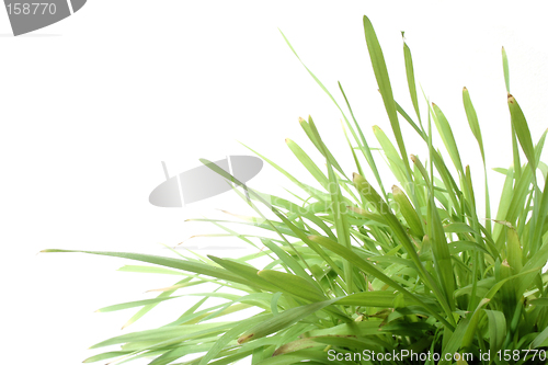 Image of Grass on White