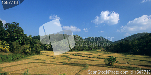 Image of Paddy fields in center of  Sri Lanka