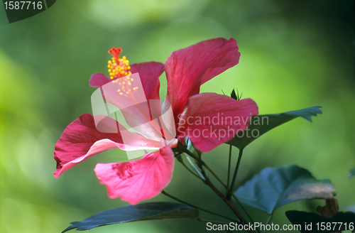 Image of Pink hisbiscus flower