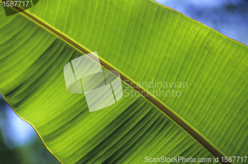 Image of Banana tree leaf details