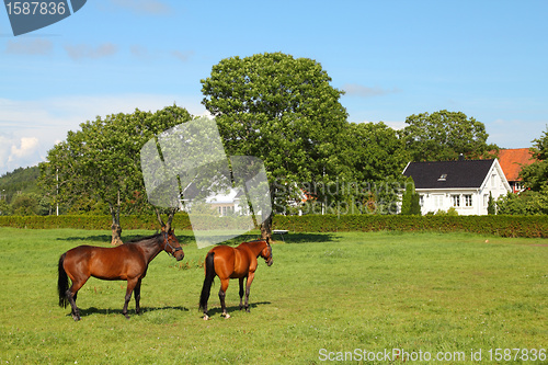 Image of Horses