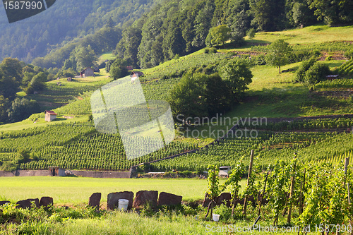 Image of Switzerland vineyard