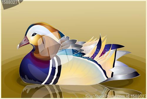 Image of Closeup male mandarin duck (Aix galericulata) swimming, viewed of profile, with a large reflection in the water