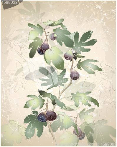Image of Detailed image of a bunch of figs on a tree. Figs in a fig tree.   Greeting card with fig tree.
