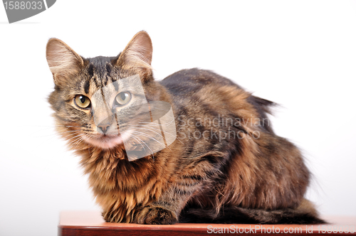 Image of cat sitting on the desk