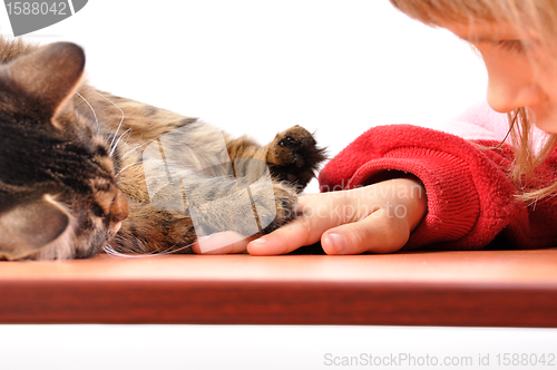 Image of child and cat playing together