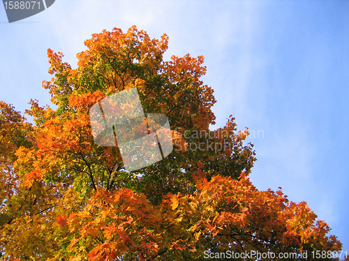 Image of bright autumn tree