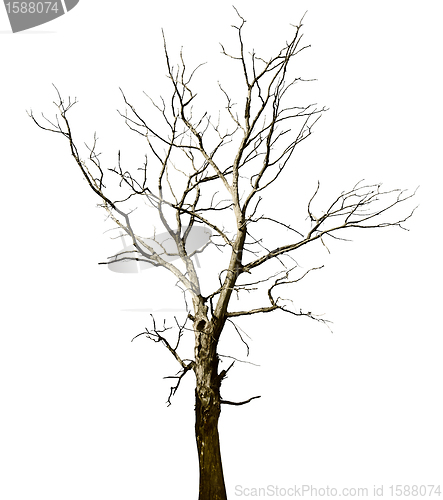 Image of Dead dried oak tree isolated on white