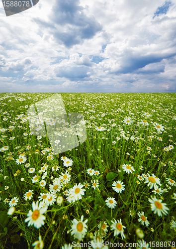 Image of Field with blooming camomiles 