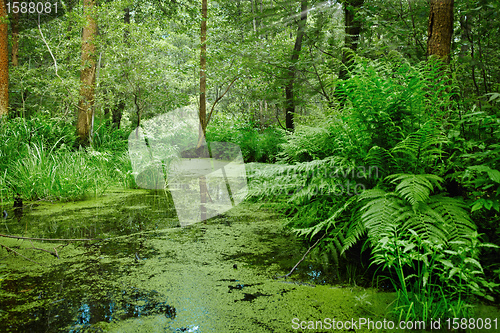 Image of Marsh and swamp - landscape