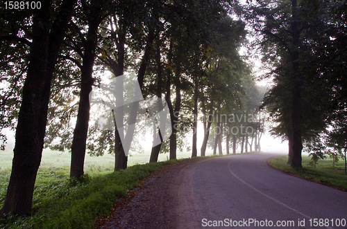 Image of narrow asphalt road trees sunk alley mystical fog 