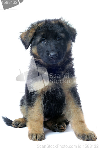 Image of puppy german shepherd