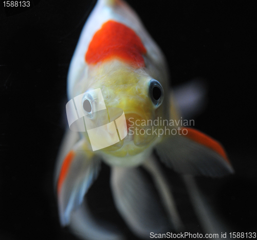 Image of goldfish