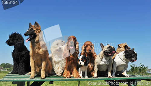 Image of nine dogs