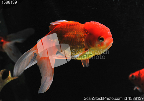 Image of goldfish