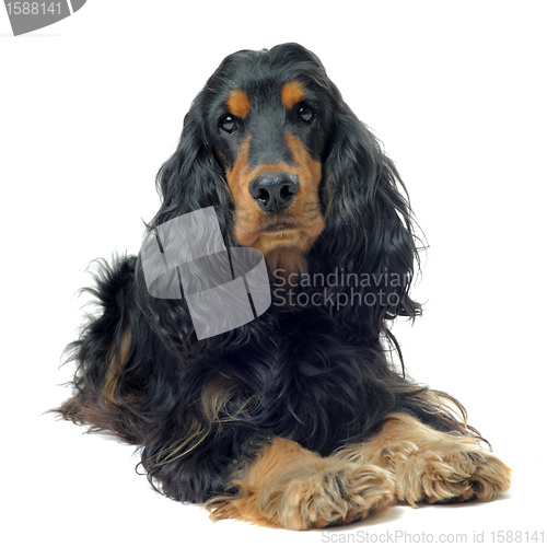 Image of cocker spaniel